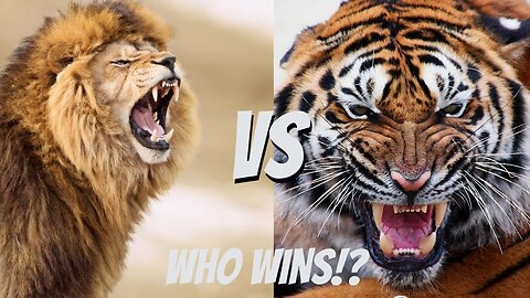 Which Animal Wins In A Fight?!
