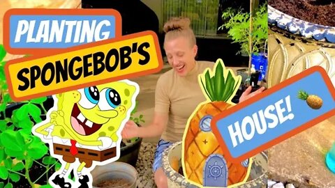 Planting SpongeBob’s Pineapple 🍍 House! #viral #tiktok #video #pineapple
