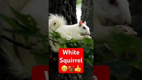 White Squirrel: A Rare Sighting! 🐿️❤️ #squirrel