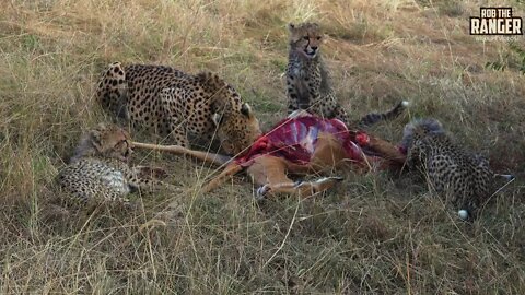 Cheetah Family Feeding (Amani And Cubs) | Maasai Mara Safari | Zebra Plains