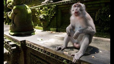 Some Monkeys Use Stone Tools for Pleasure, Study Suggests
