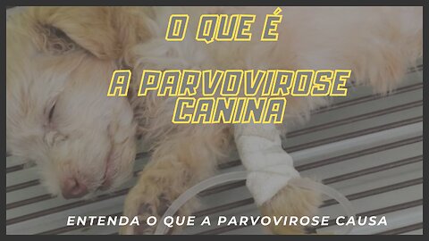 Parvovirose canina - O que é a parvovirose