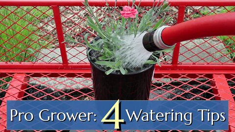 Professional Watering Tips: Plants in Pots & Containers