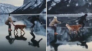 Dog accompanies couple skating on an icy lake