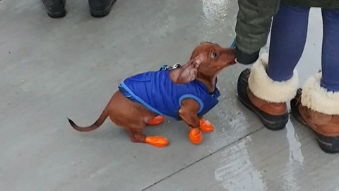 Dachshund puppy models adorable boots and vest