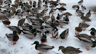 Whole Lotta Ducks 2