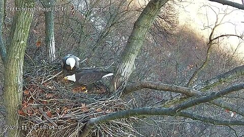 Hays Eagles Look out V, incoming! M flys-in with a really long stick! 11-30-2023 9:04am