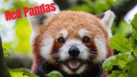 The Enchanting World of Red Pandas