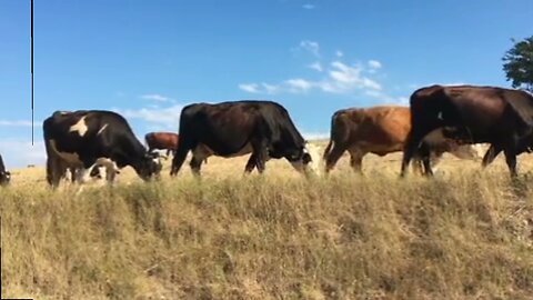 cattle farmers in Australia