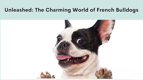 The Charming World of French Bulldogs: Unleashed!