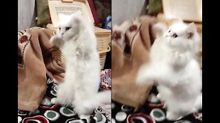 Foodie Kitten Gone Extremely Crazy When See It's Favorite Dish "Chicken"