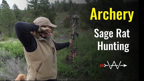 Archery Sage Rat Hunting With My Dogs