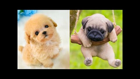 Best Funny Animal Videos Of The 2023 🤣 - Funniest Cats And Dogs Videos 😺😍😂🐶 Funny cat & dog videos 😍