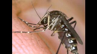 Your Health Matters: West Nile Virus in Kern County