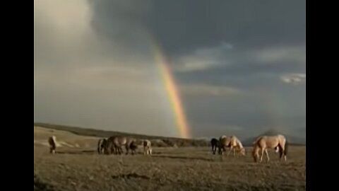 National Geographic Documentary - Horses - Amazing Story about this wonderful creature!