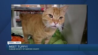 Tuffy the cat is up for adoption at the Humane Society of Harford County