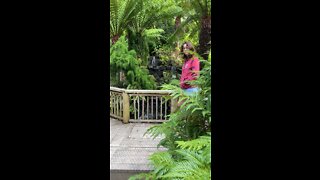 Ferns. Tassie botanical gardens