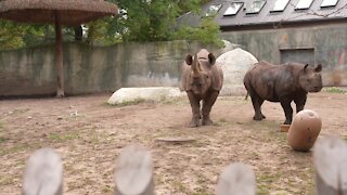 Potter Park Zoo saying goodbye to Jaali the black rhino