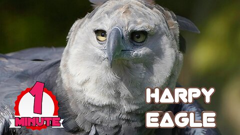 Harpy Eagle | Terror_of_the_Sky