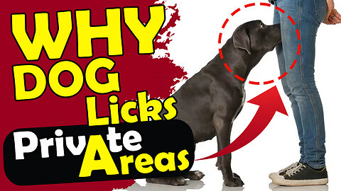 Why dog licks private area