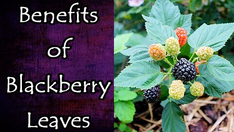 Benefits of Blackberry Leaves