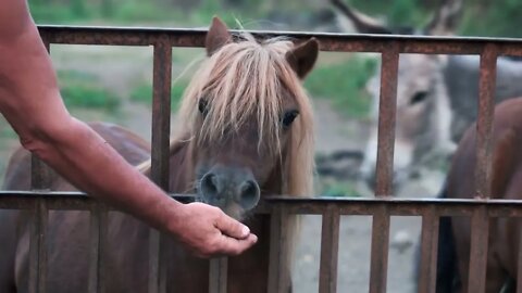 Man feeding pony at the farm. Pony eats from mans hand. Beautiful animal in the zoo. Animals care c