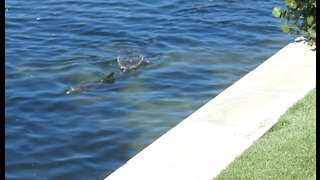 Dolphins - September 2, 2021 - Sarasota Bay