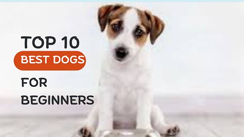 Top 10 Best Dogs for Beginners | Daily Pets Life
