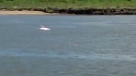 Boaters In Louisiana Spot Incredibly Rare Pink Dolphin