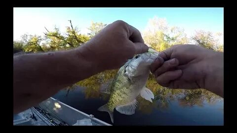 Creek crappie limit, crappie fishing with jigs, slab creek crappie, winter crappie