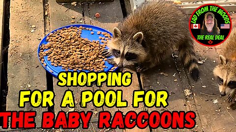 July 26, 2023 | The Lads Raccoon Vlog-001 | Shopping For A Pool For The Baby Raccoons
