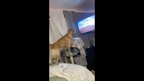 Golden Retriever likes watching Dog TV