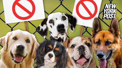 Bulldogs to Dalmatians: Should these 5 'cruelest' dogs to breed be banned?