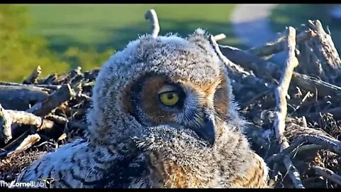 An Owlet Super Close-up 🦉 4/11/22 18:07