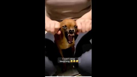 funny animals video #shortvideo #shorts try not to laugh 🤣 / try not to laugh challenge 😜🤣