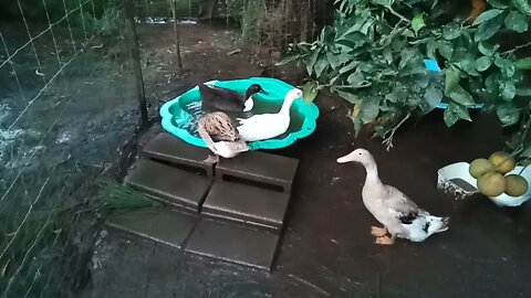Two Indian Runner ducks get in the pond every afternoon, just before bed time 15th June 2021