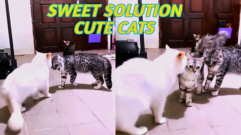 Mom and Dad don't fight 😑 Cats & Kittens 🐱🐈 Funny Cats videos 🐱🐱 Pets & Animals🐈🐱