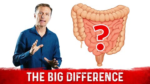 The Difference Between the Colon and Intestines