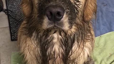 Muddy dog has absolutely no regrets
