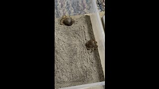 Hermit Crabs from the nearby beach here in Costa Rica. ☀️🌊🏖️