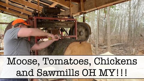 Episode 25 - Moose, Tomatoes, Chickens and Sawmills OH MY!!!