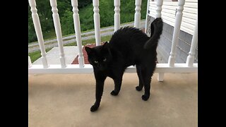 Cat-Like Entity Wails Loudly Outside House