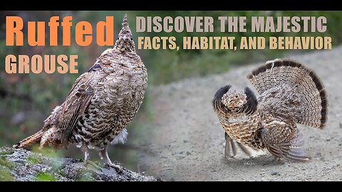 Discover the Majestic Ruffed Grouse: Facts, Habitat, and Behavior #Ruffed_Grouse_Drumming