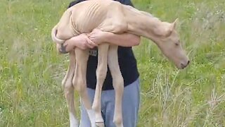 Baby horse gets saved after being abandoned by mother