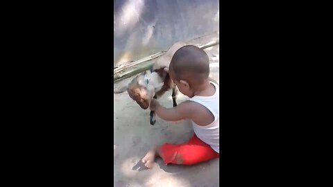 little boy fight goat