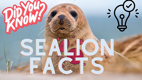 Interesting facts about Sealions