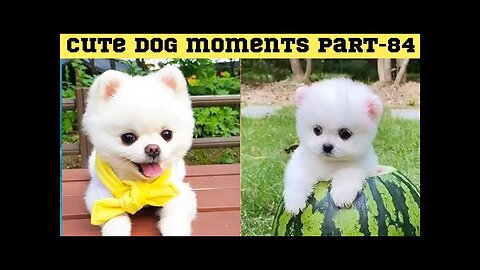 Cute dog moments Compilation Part 84