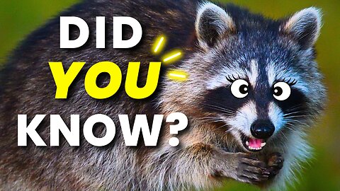 10 AMAZING RACCOON Facts YOU Should Know!