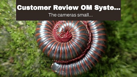 2023 Review OM System Olympus TG-6 Red Underwater camera, Waterproof, Freeze proof, High Resol...