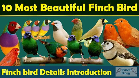 Finch Birds - 10 Most Beautiful Finches In The World